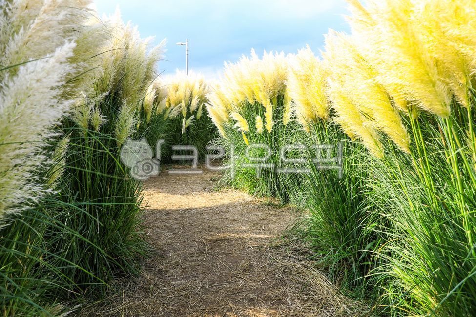 팜파스그라스,팜파스,갈대,갈색,pampasgrass,pampas,brown