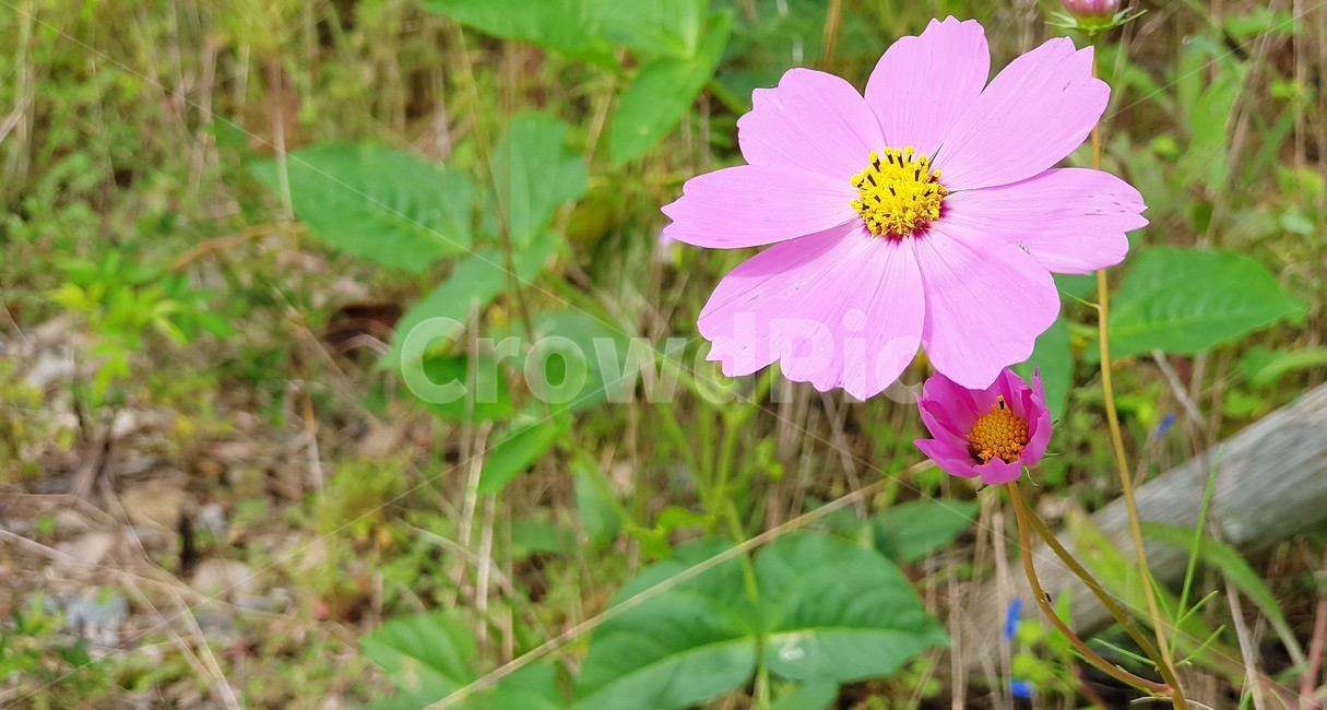 꽃,코스모스,가을,식물,꽃길,자연,계절,감성,순수,식물,자연,plants,nature,꽃,flower