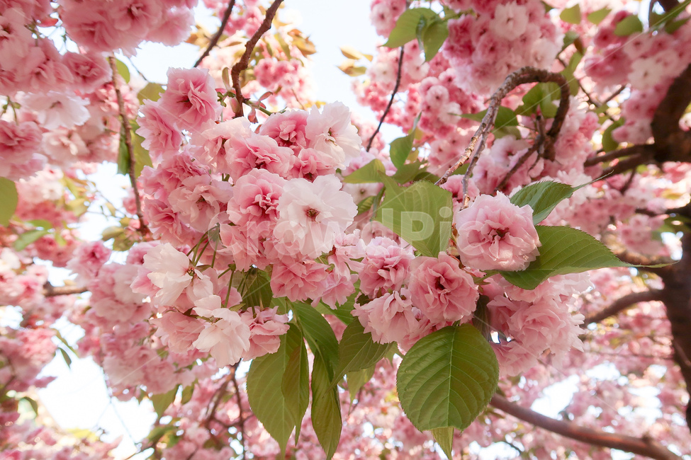 벚꽃,봄,만개,식물,cherryblossom,plant,blossom,flower,spring,봄,계절,spring,season,식물,자연,plants,nature,꽃,flower