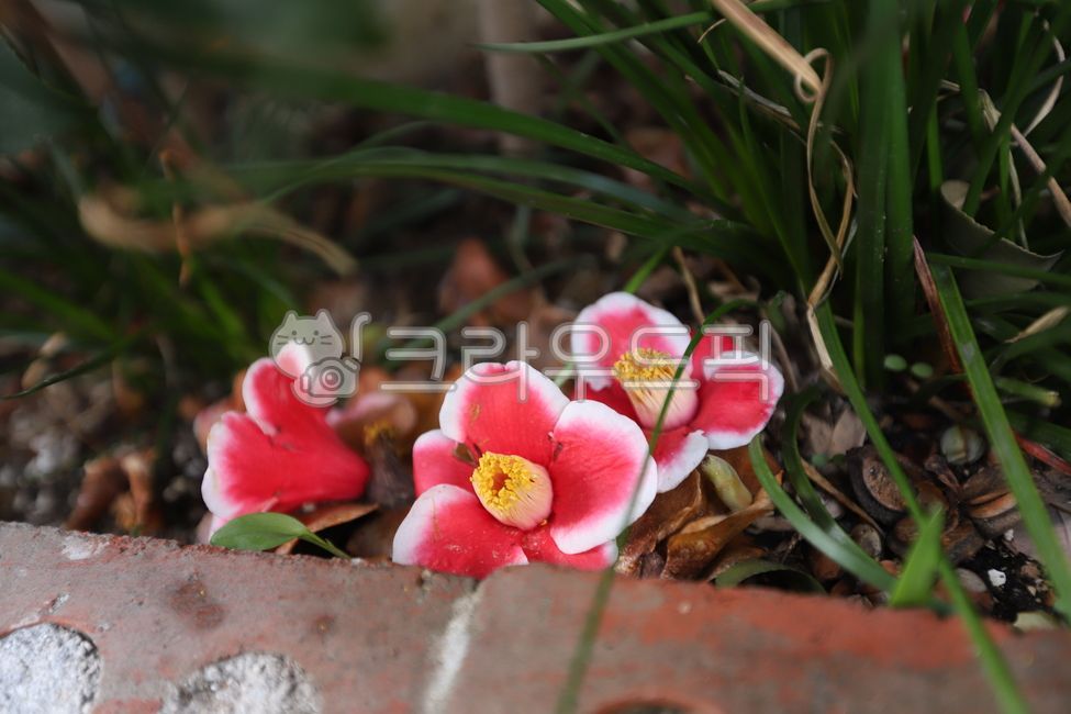 flower,꽃,petal,꽃잎,애기동백,동백곷