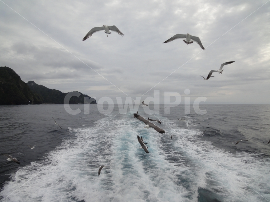 바다,자유,갈망,freedom,갈매기,동물,animal,자연,풍경,nature,landscape,조류,새,birds,bird,flying,나는