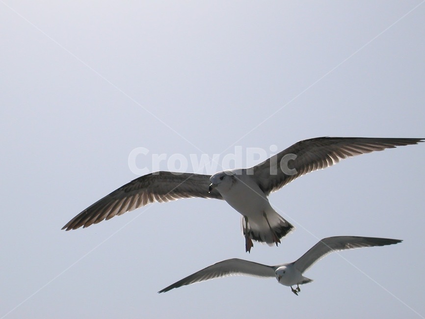 야생동물,동물,새,갈매기,하늘,바다,동물,animal,조류,새,birds