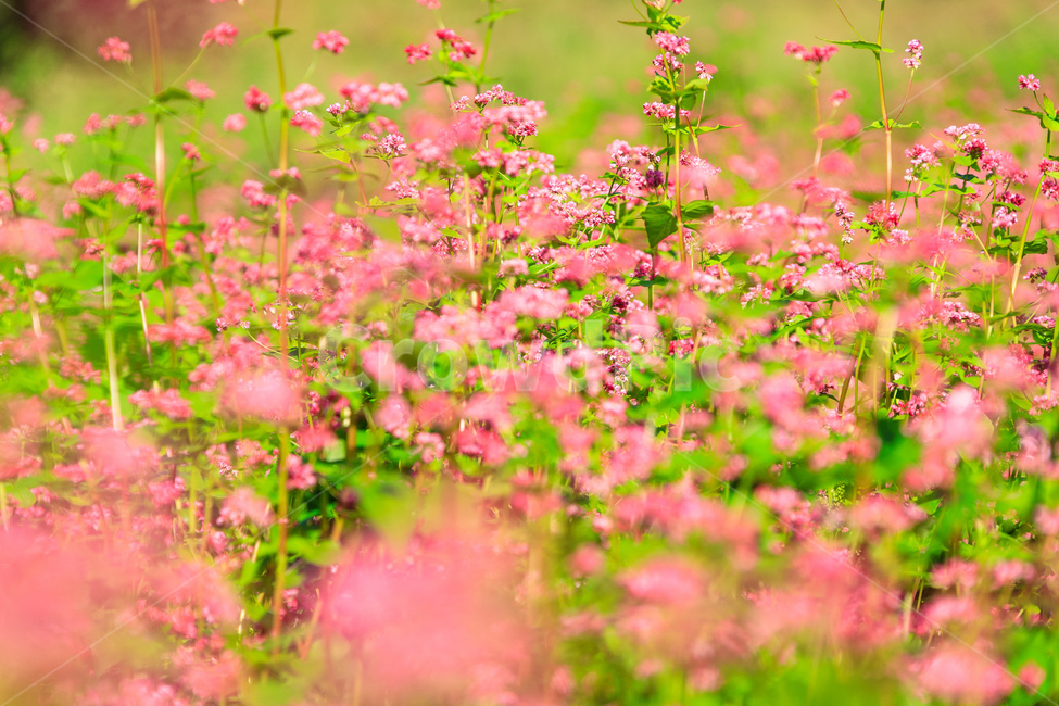 메밀,핑크색,담홍색,농촌,메밀꽃,꽃잎,색깔,화려한,꽃,식물,자연,plants,nature,꽃,flower