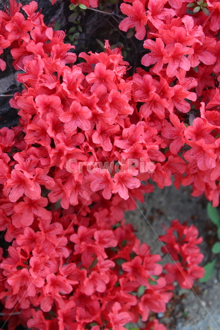 꽃,철쭉,야생화,길꽃,진달래,봄,계절,spring,season,식물,자연,plants,nature,꽃,flower,geranium,제라늄,blossom,plant