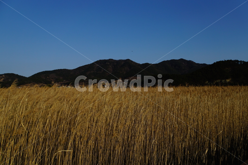 갈대,가을,외로움,쓸쓸함,억새,가을,계절,fall,autumn,season,자연,풍경,nature,landscape,plant,식물,food,음식,vegetable,야채,grain,곡물