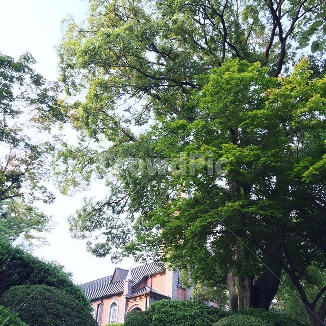 성당,아름드리,tree,나무,plant,식물
