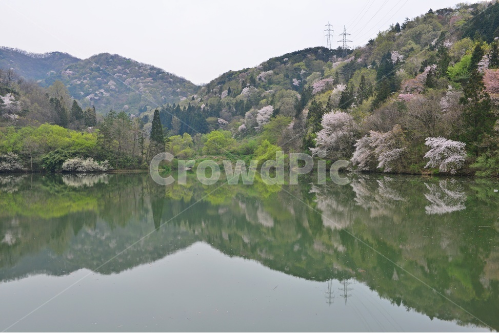 tree,나무,plant,식물,nature,자연,outdoors,옥외,전나무,water,물,화순,세량지,세량제,저수지,세량지봄,벚꽃,산벚꽃,봄,계절,반영,자연,풍경,nature,landscape