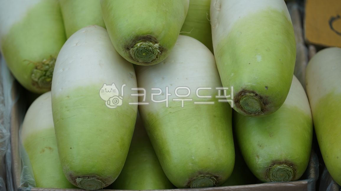 무, 뿌리채소, 야채, radish, 채소, 사진,이미지,일러스트,캘리그라피 - BUSAN OPPA작가