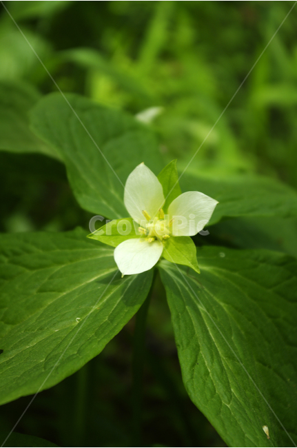 식물,자연,꽃,flower,color,연령초,식물,자연,plants,nature,꽃,flower