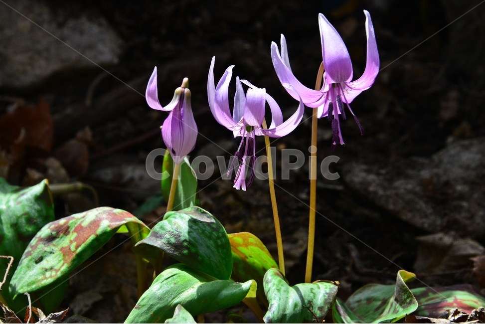 plant,식물,blossom,flower,꽃,얼레지,얼레지꽃,보라색,보라색꽃,봄꽃,봄,계절,식물,자연,plants,nature,꽃,flower