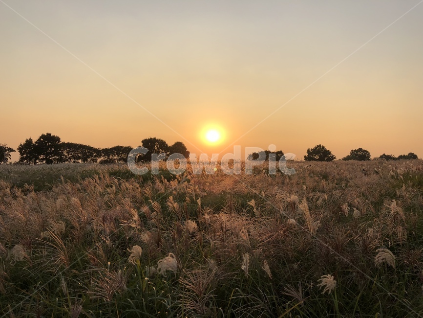 노을,석양,억세,풍경,가을,가을하늘,하늘,억세축제,가을,계절,fall,autumn,season,plant,식물,grass,잔디,nature,자연,outdoors,옥외