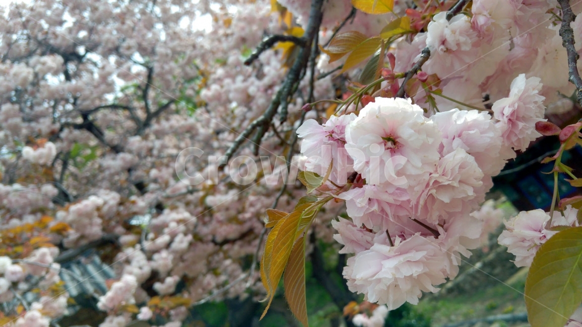 벚꽃,겹벚꽃,절꽃,봄,봄꽃,봄,계절,spring,season,식물,자연,plants,nature,꽃,flower,plant,blossom,cherry blossom