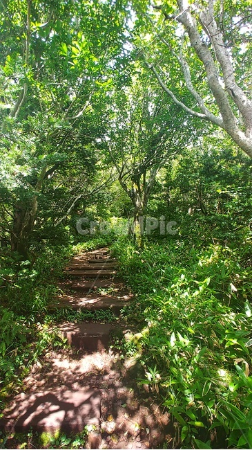 한라산,어승색악,숲속,산책로,등산로,초록색,자연,jeju,hallasanmountain