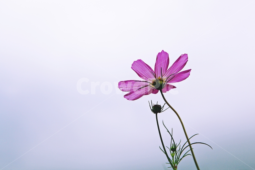 코스모스,꽃,꽃잎,들꽃,식물,가을꽃,가을,공원,자연,식물,자연,plants,nature,꽃,flower