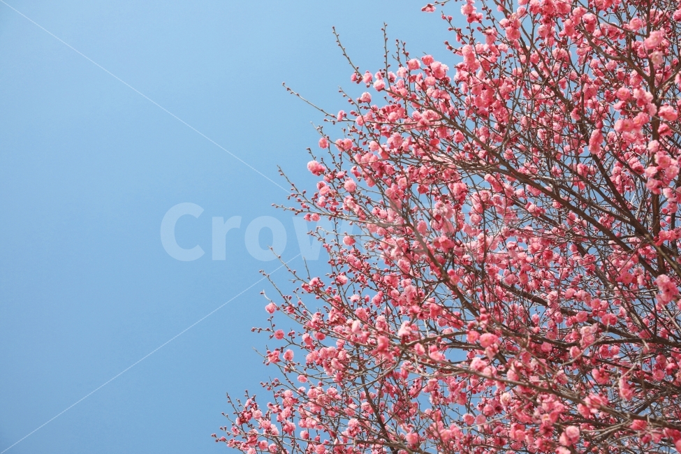 꽃,봄,매화,분홍,감성,하늘,파랑,식물,자연,plants,nature,봄,계절,spring,season,꽃,flower,plant,cherry blossom,벚꽃,blossom
