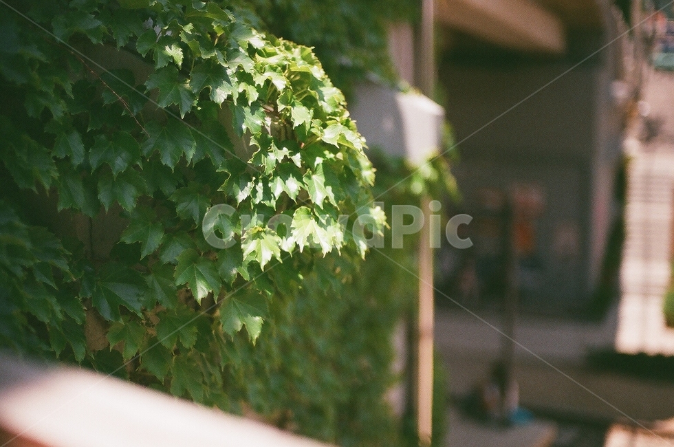 plant,식물,leaf,잎,늦봄