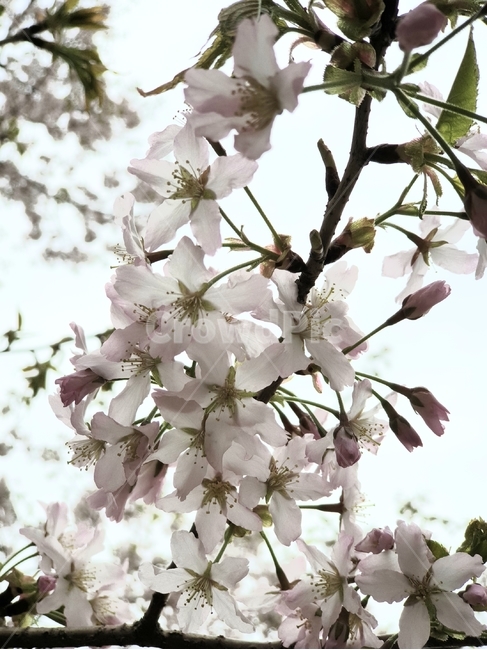 봄,봄꽃,벚꽃,꽃,자연,nature,flower
