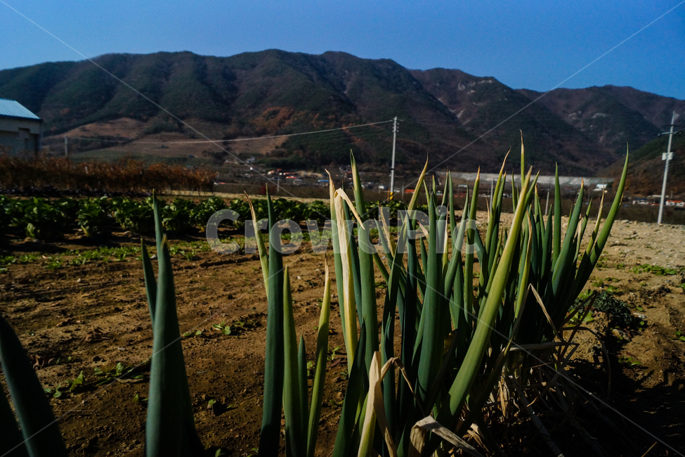 풍경,고추,배추,파,농장,산업,industry,industrial,농업,농사,agriculture,farming,farming industry
