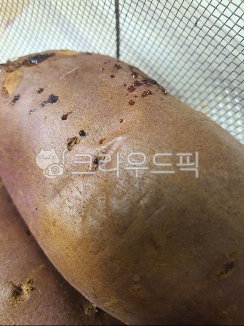 고구마,군고구머,요리,음식,cook,food