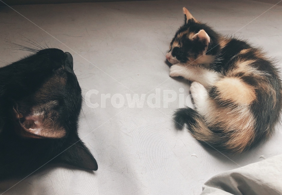고양이,아기고양이,동물,편안한,포근한,cat,cozy,vibes,동물,animal,포유류,mammal,고양이,cat,kitten,kitty