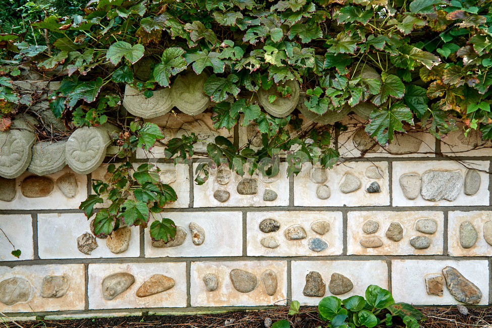 담쟁이,돌담,넝쿨,한국,풀잎,배경,시들다,건축,자연,초록,식물,ivy,stonewall,background,foliage,green,vines,plant,leaf,architecture,vine,nature,natural,garden,rock,식물,자연,plants,nature