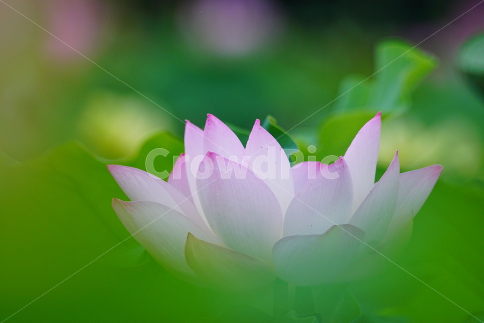 plant,식물,꽃,flower,연못,연꽃,식물,자연,plants,nature,꽃,flower
