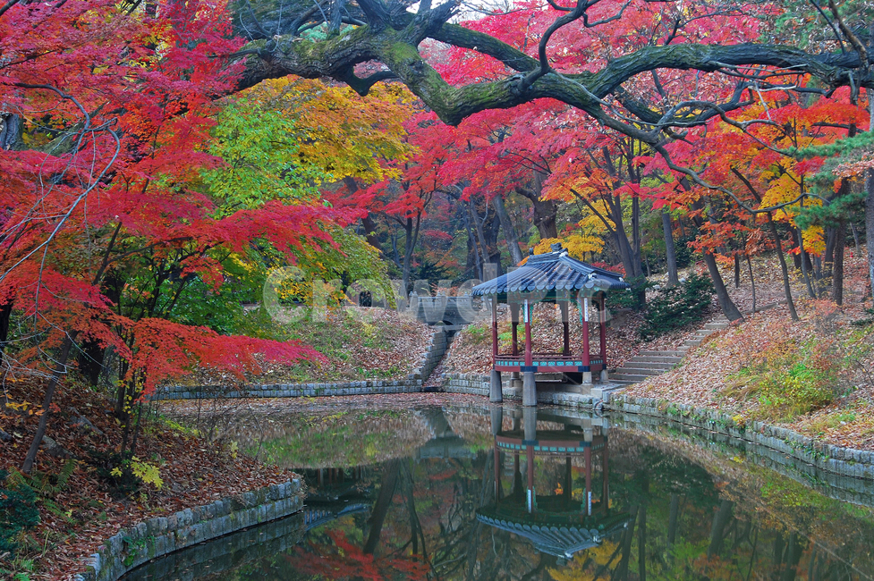pond,forest,fancy,sights,color,construct,beautiful,secret garden,fallen leaves,Maple tree,viewing pavilion,Changdeokgung Palace,sight,tile,season,tradition,Maple,reflection,nature,tree,sperm,water,seoul,korea,attraction,background,garden,traditional archi