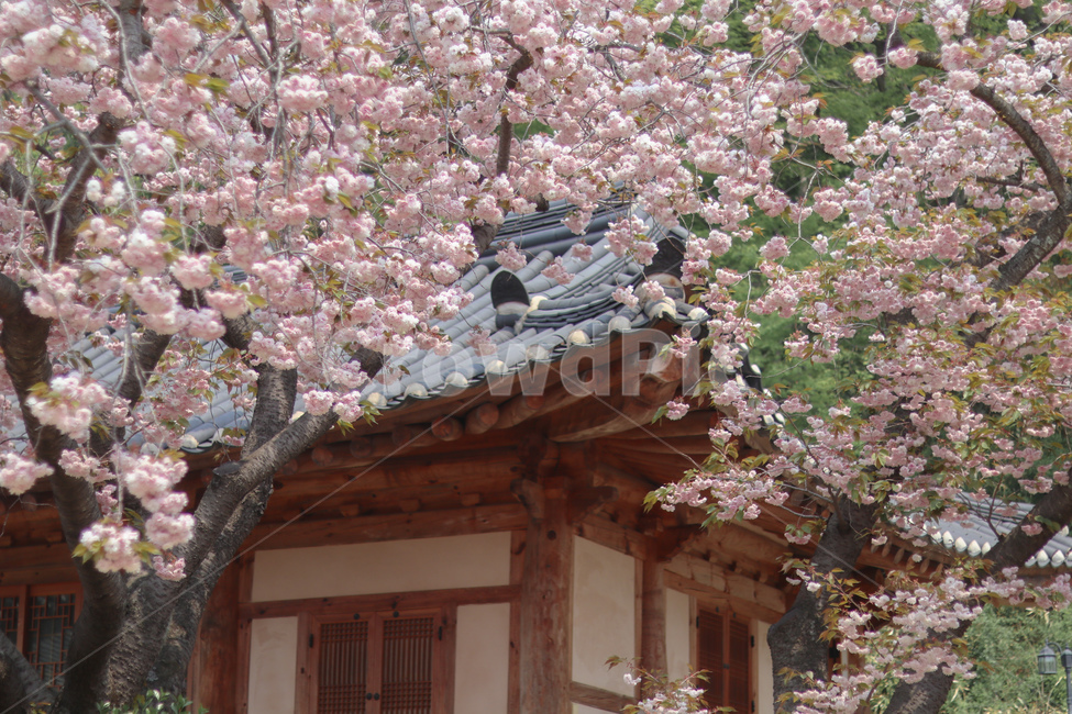 꽃,벚꽃,겹벚꽃,봄,벚꽃놀이,봄,계절,spring,season,한국전통,한국문화,korean traditional,korean culture,식물,자연,plants,nature,꽃,flower,plant,blossom