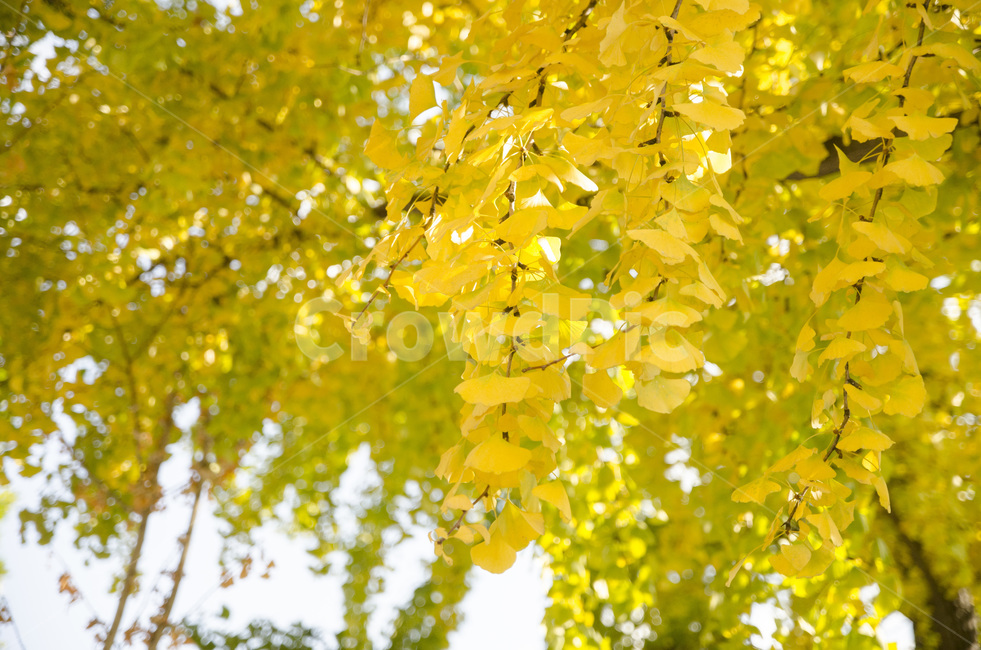 가을,은행나뭇잎,노란색,노랑,나뭇잎,가을,계절,fall,autumn,season,자연,풍경,nature,landscape,tree,나무,plant,식물,leaf,잎