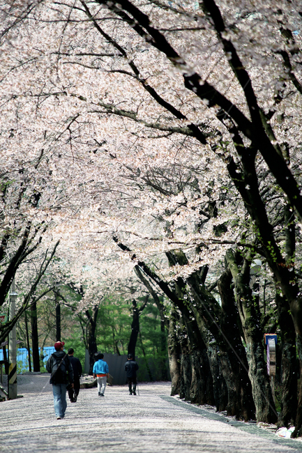 벗꽃,봄,나무,산책,꽃길,봄,계절,spring,season