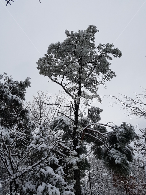 눈꽃,나무,눈,식물,풍경,겨울,계절,winter,season