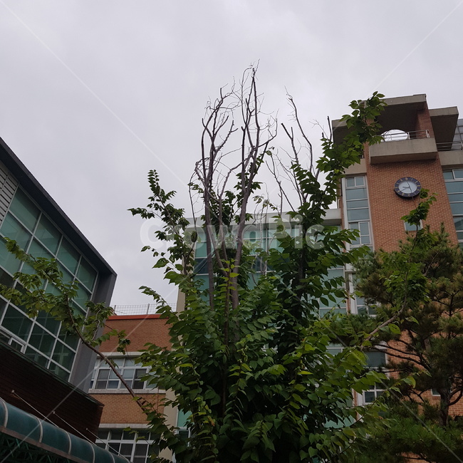 학교,나무,풍경,하늘,공부,건축물,건물외관,exterior,building,structure,architecture,construction