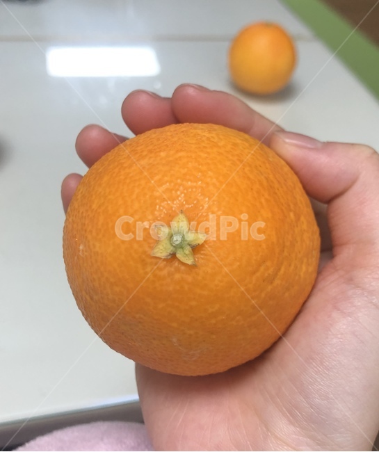 황금향,귤,오렌지,citrusfruit,감귤류과일,fruit,과일