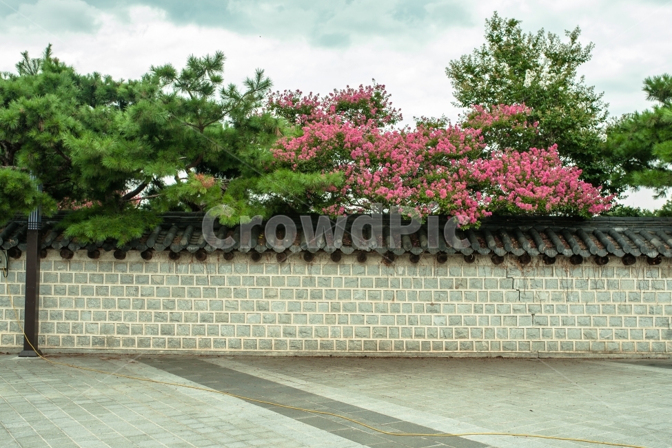 전주,배경화면,사진배경화면,전주한옥마을,한옥마을,담벼락,담,풍경,사진,전주한옥,배롱나무,한국전통,한국문화,korean traditional,korean culture,건축물,건물외관,exterior,building,structure,architecture,construction