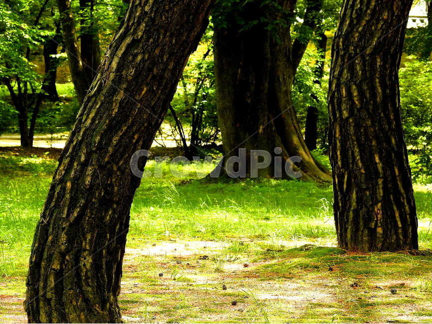 식물,나무,소나무,풍경,자연,식물,자연,plants,nature,나무,trees,wood,휴식,힐링,rest,relaxation,healing