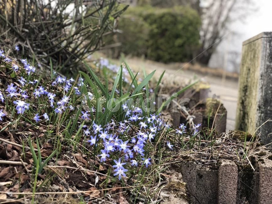 꽃,들꽃,보라색,들풀,자연,보라,파란색,파랑색,파랑,파란꽃,flower,blueflower,purpleflower,purple,vilolet