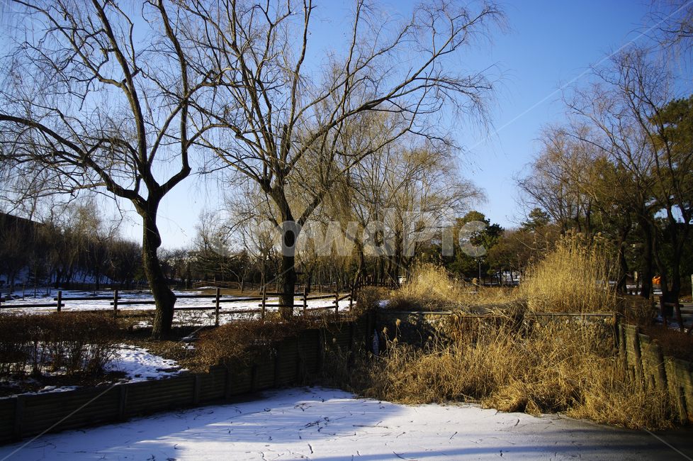 겨울,winter,풍경,설경,눈,나무,식물,plant,하늘,겨울,계절,winter,season,자연,풍경,nature,landscape,tree