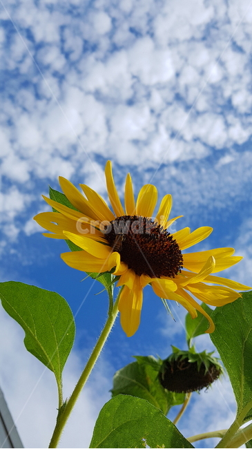 해바라기,하늘,뭉게구름,풍경,자연,벌,꽃,식물,곤충,flower,nature,감성,해바라기사진,꽃사진,풍경사진,식물,자연,plants,nature,꽃,flower
