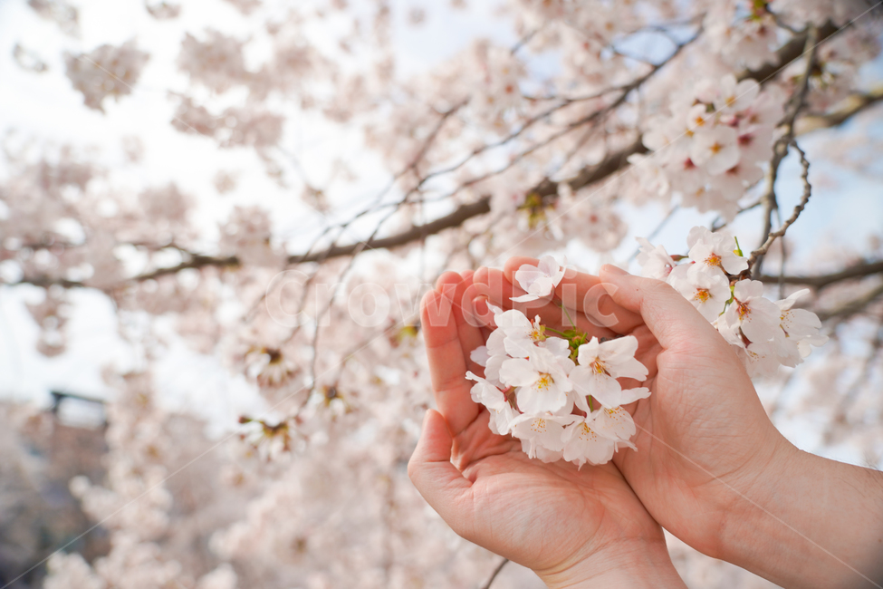 벚꽃,봄꽃,꽃,손,사람,신체일부,계절,자연,식물,사쿠라,감성,nature,cherryblossom,person,flower,blossom,봄,계절,spring,season
