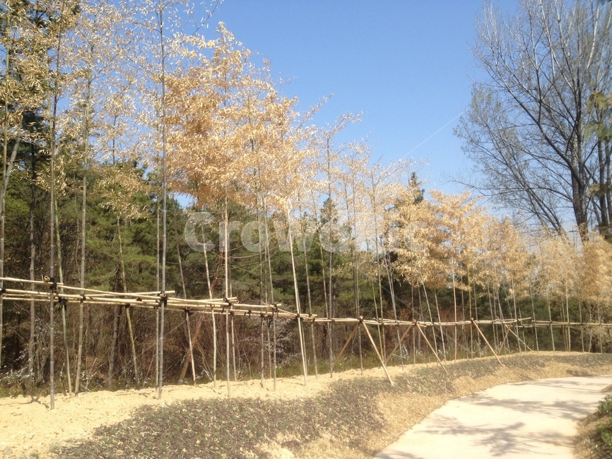 나무,풍경,봄,밝은,배경,자연,풍경,nature,landscape,tree,plant,식물