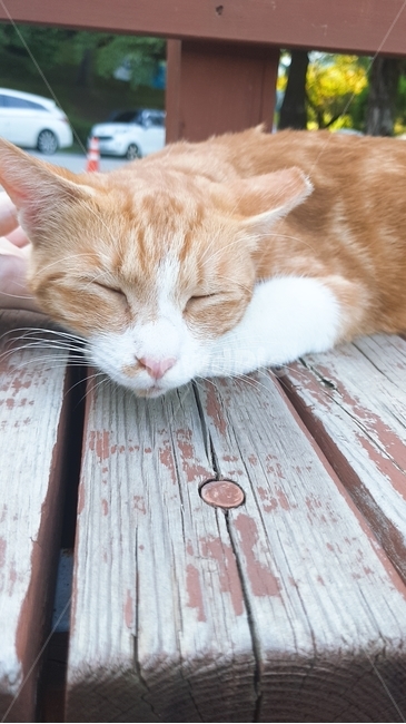 wood,나무,cat,고양이,animal,동물,pet,낮잠,sleep,고양이,cat,kitten,kitty