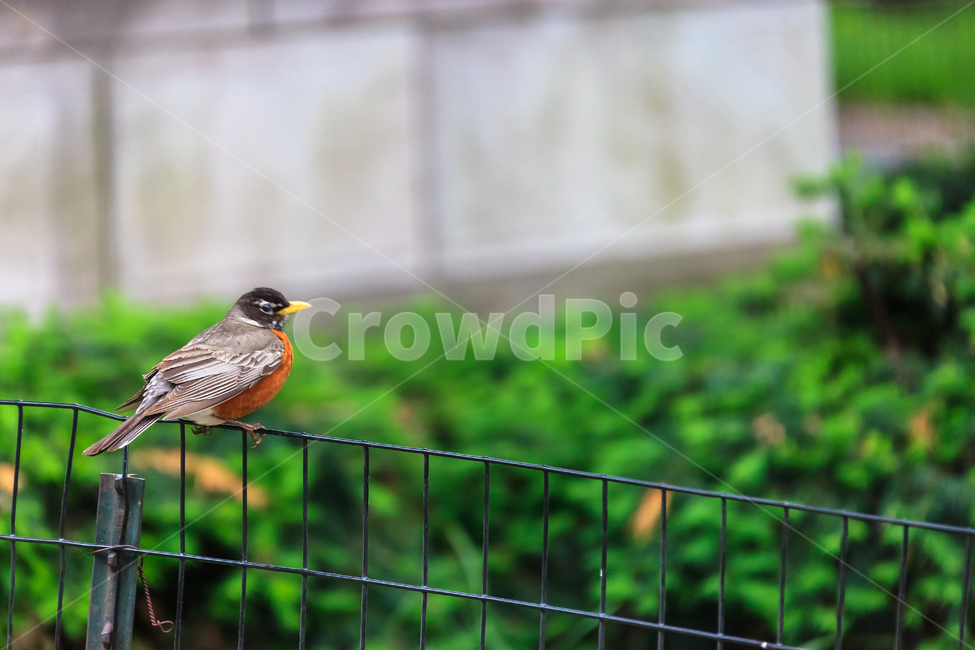참새,작은,자연스러운,야생,새,공원,부리,정원,야생생물,동물,animal,조류,새,birds
