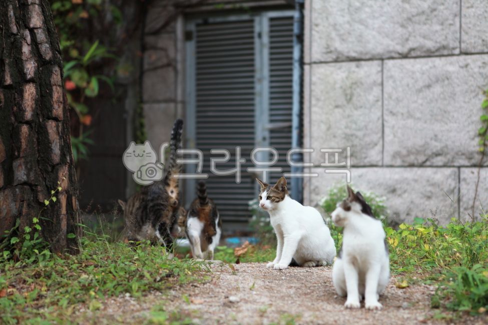 A group of stray cats,Kitty,catfamily,four cats,cat family,cat house,group of cats,cats,stray cat,cat,animal,stray cats,animals,flock of cats
