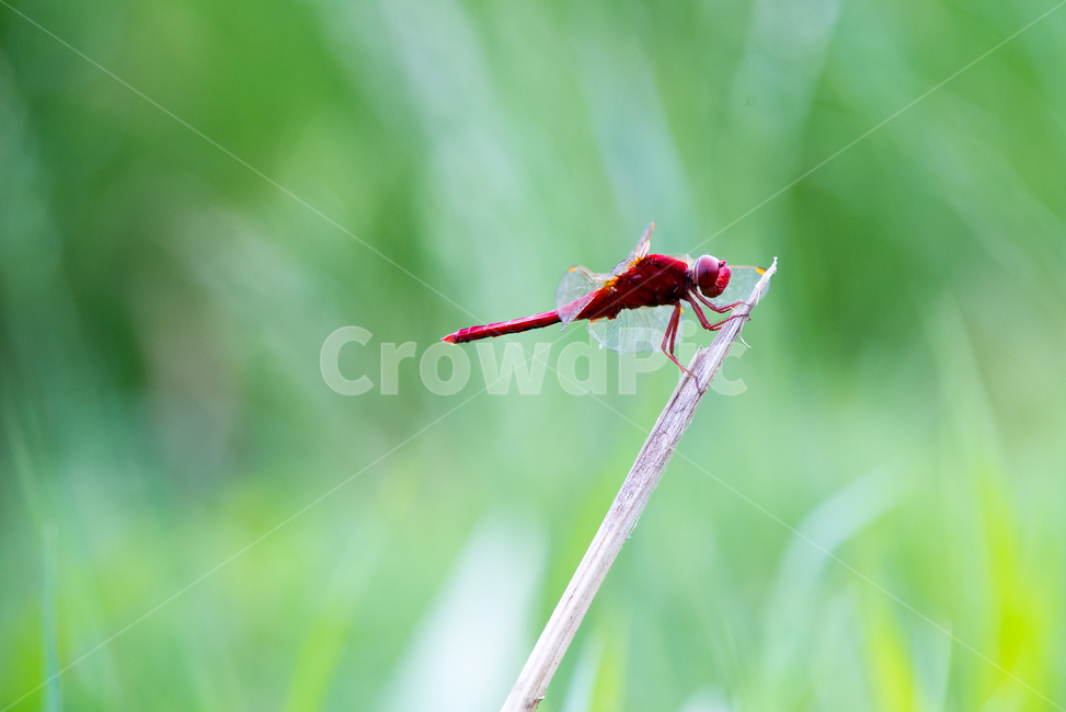 잠자리,dragonfly,곤충,날개,insect,벌레,곤충,벌레,insect,bug
