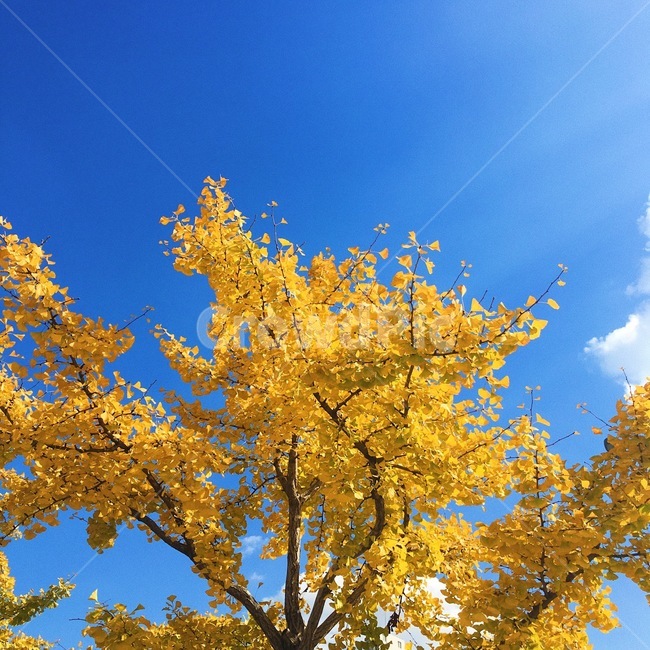 단풍,낮,하늘,sky,낙엽,구름,풍경,가을,계절,fall,autumn,season,식물,자연,plants,nature,나무,trees,wood,tree,plant