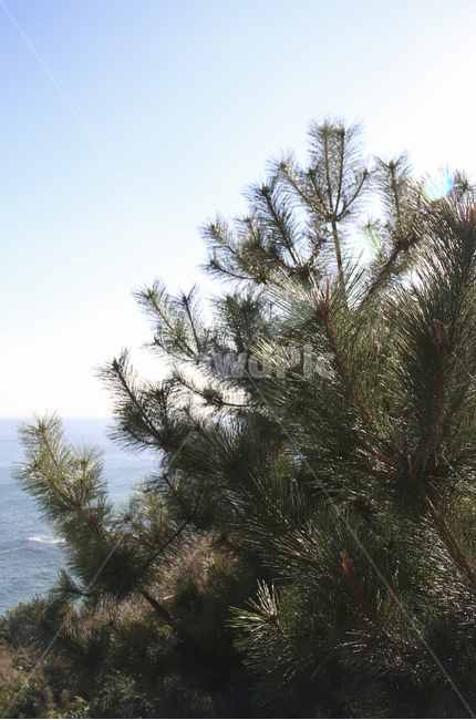 plant,식물,tree,나무,pine,소나무,leaf,잎,나뭇잎,솔잎