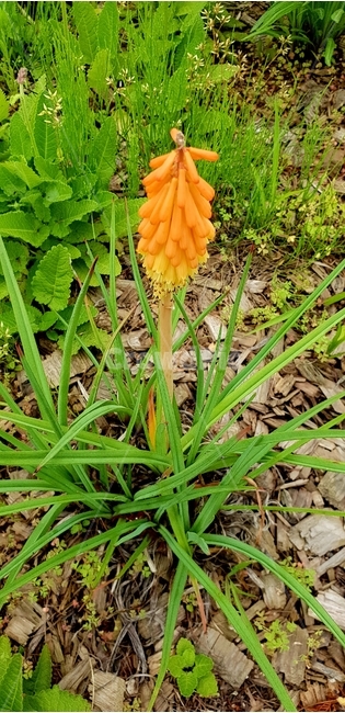 꽃,개화,식물,식물원,화초,식물,자연,plants,nature,꽃,flower