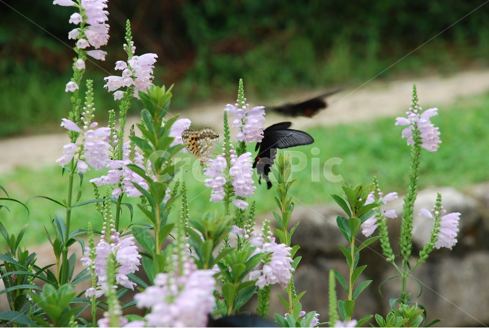 나무수국,산제비나비,나비,호랑나비,수국,식물,자연,plants,nature,꽃,flower,동물,animal,곤충,벌레,insect,bug