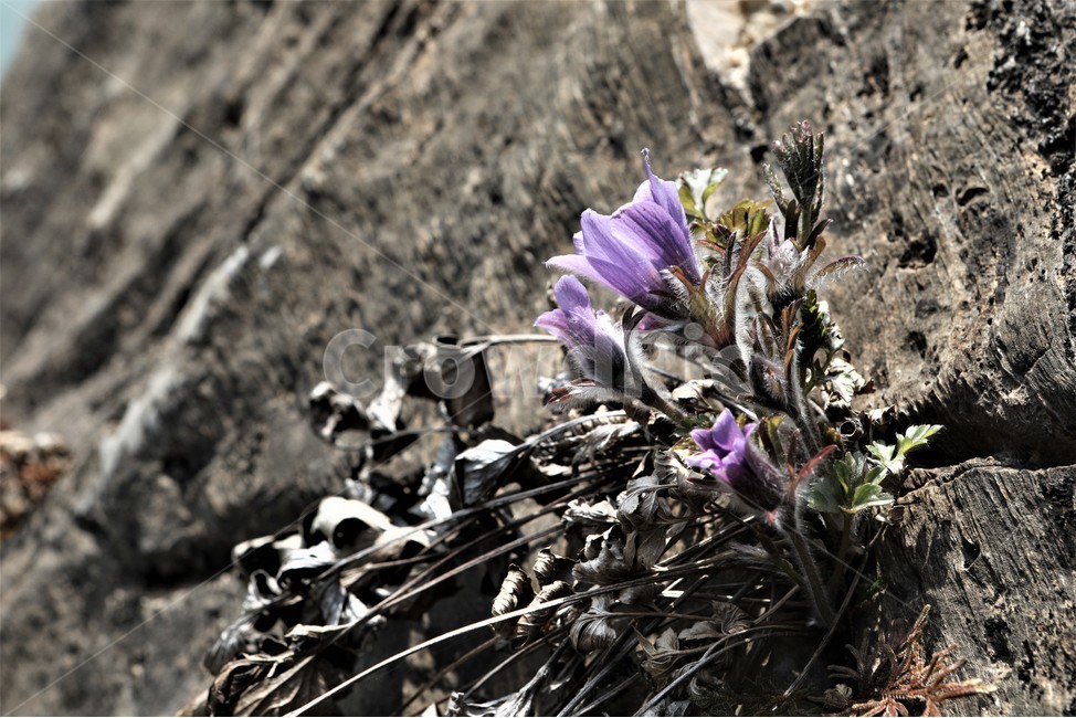 할미꽃,동강,바위,분홍,산,식물,자연,plants,nature,꽃,flower