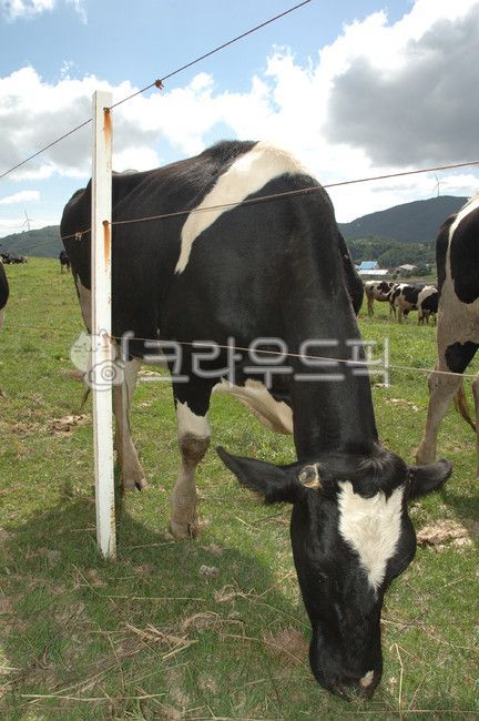 소, cow, 동물, 가축, 젖소, 사진,이미지,일러스트,캘리그라피 - 의적당근작가